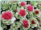 Rhodiola Rosea Extract